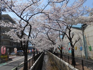 桜 002
