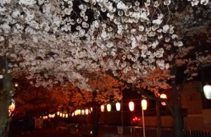 夜桜 002